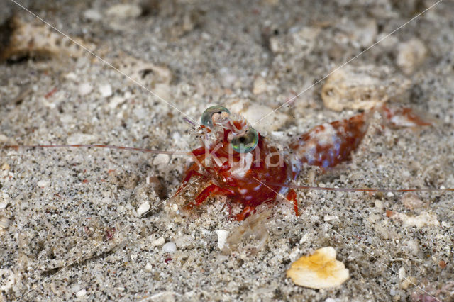 humpback shrimp (Metapenaeopsis lamellata)