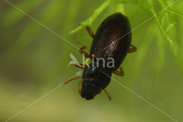 Hydraena cf. britteni