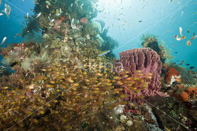 Pygmy sweeper (Parapriacanthus ransonneti)