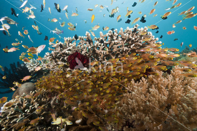 Pygmy sweeper (Parapriacanthus ransonneti)