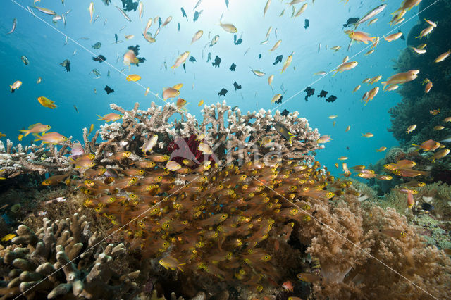 Pygmy sweeper (Parapriacanthus ransonneti)