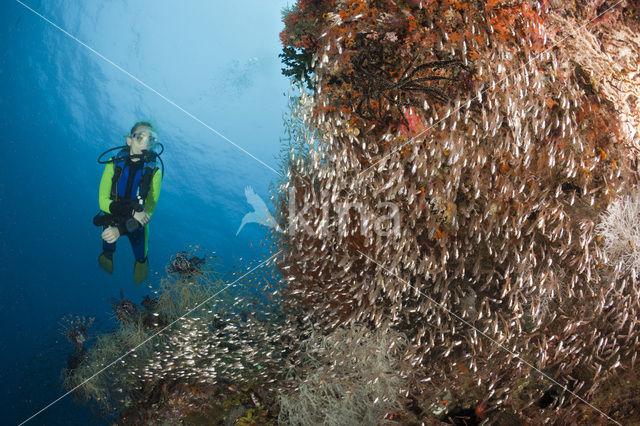 Indische glasvis (Parapriacanthus ransonneti)