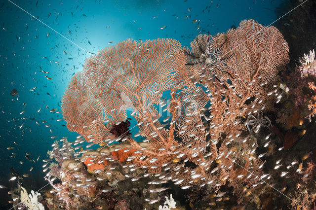 Pygmy sweeper (Parapriacanthus ransonneti)