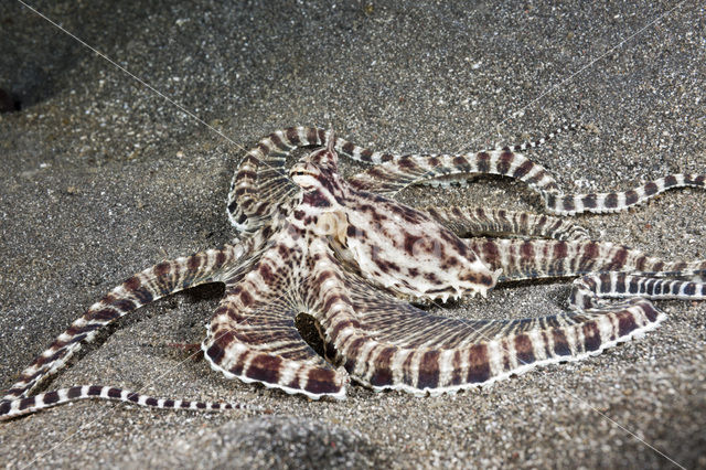 Indonesian Mimic Octopus (Thaumoctopus mimicus)