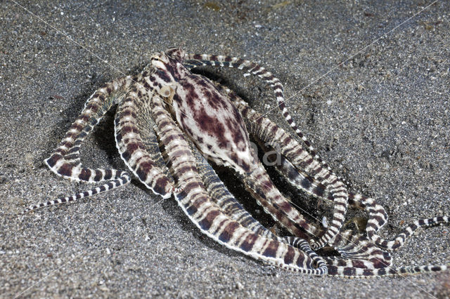 Indonesian Mimic Octopus (Thaumoctopus mimicus)