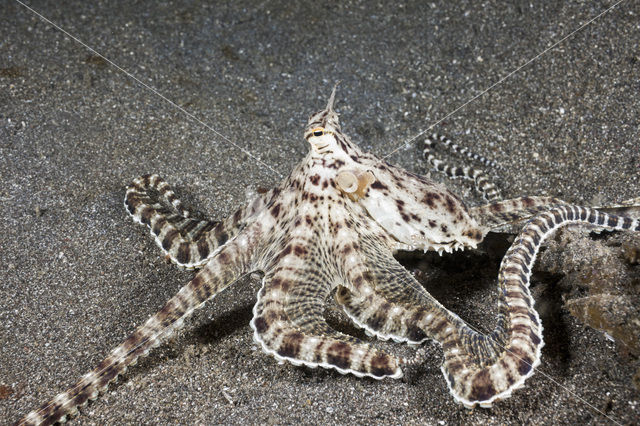 Indonesian Mimic Octopus (Thaumoctopus mimicus)