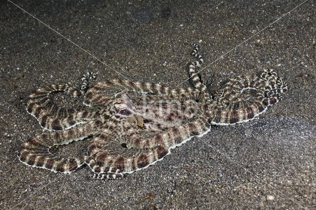 Indonesian Mimic Octopus (Thaumoctopus mimicus)