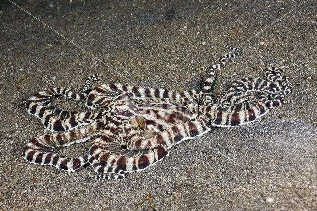 Indonesian Mimic Octopus (Thaumoctopus mimicus)