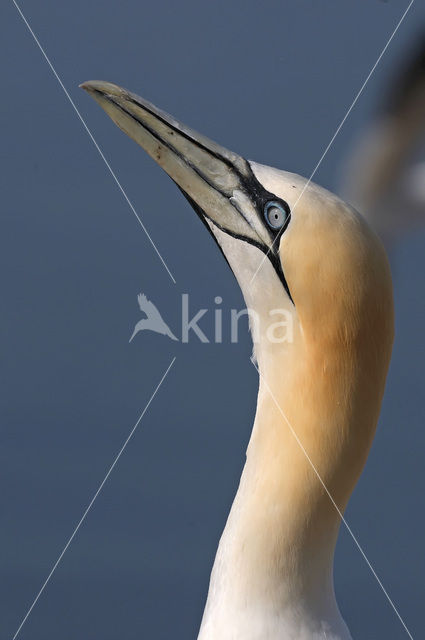 Northern Gannet (Morus bassanus)