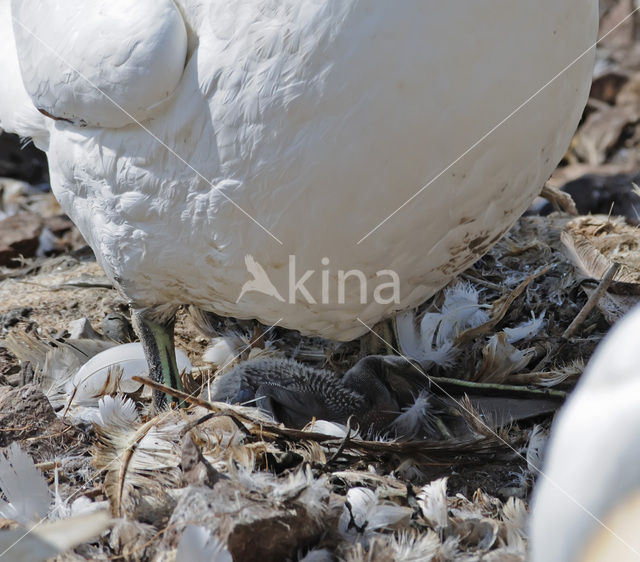 Northern Gannet (Morus bassanus)