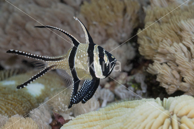 Juweel Kardinaalbaars (Pterapogon kauderni)