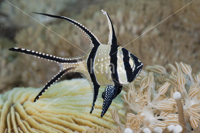 Banggai cardinalfish