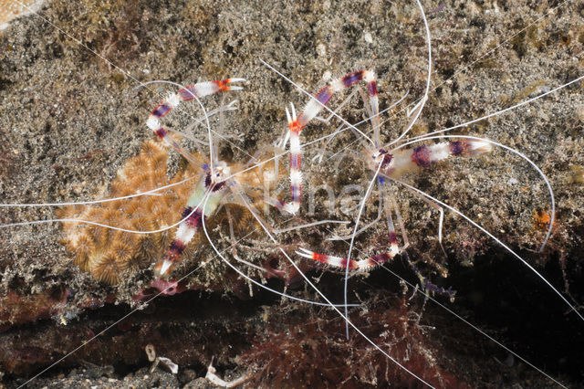 banded coral shrimp