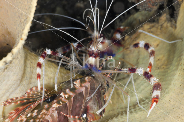 banded coral shrimp