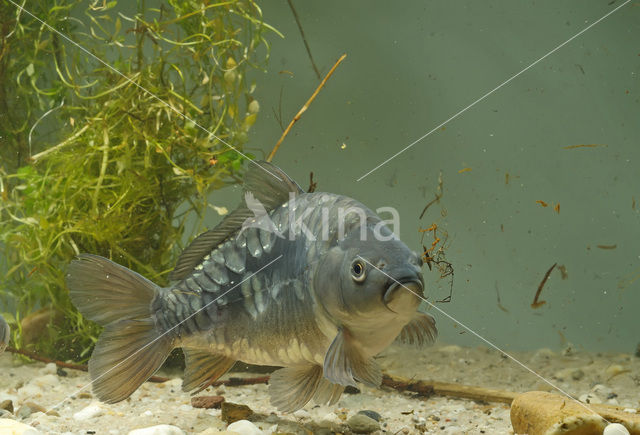 Common Carp (Cyprinus carpio)