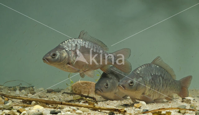 Common Carp (Cyprinus carpio)