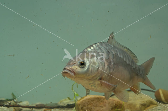 Karper (Cyprinus carpio)