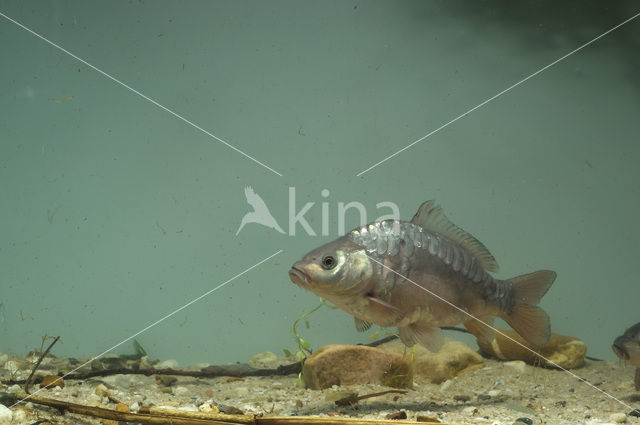 Karper (Cyprinus carpio)