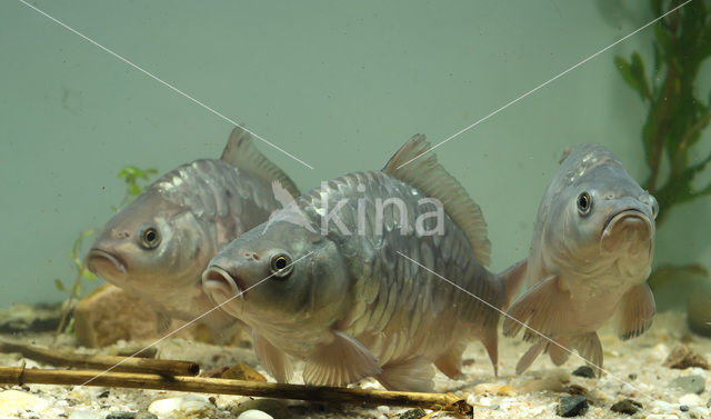 Common Carp (Cyprinus carpio)