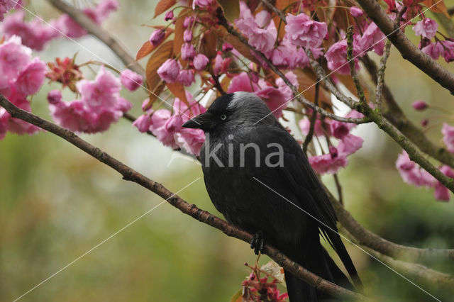 Eurasian Jackdaw (Corvus monedula)