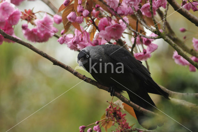 Eurasian Jackdaw (Corvus monedula)