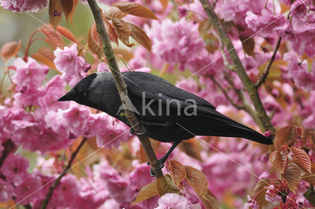 Eurasian Jackdaw (Corvus monedula)