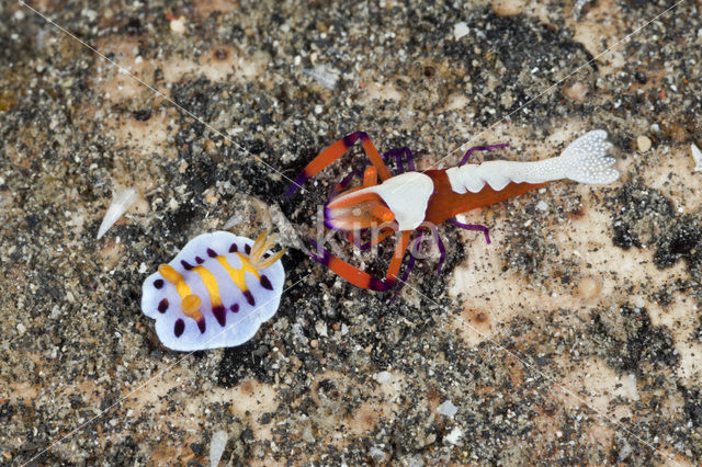 Imperator cleaning shrimp