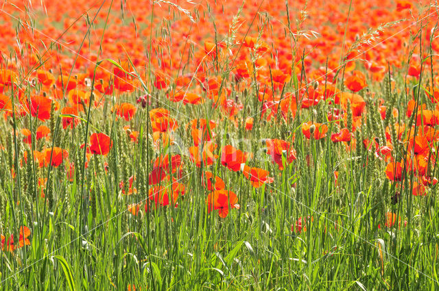 Klaproos (Papaver spec.)