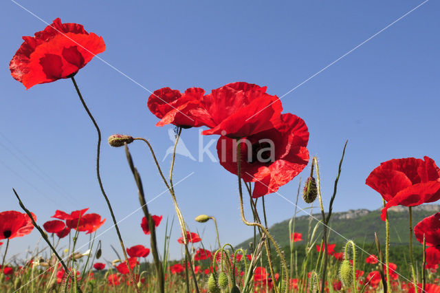 Poppy (Papaver spec.)