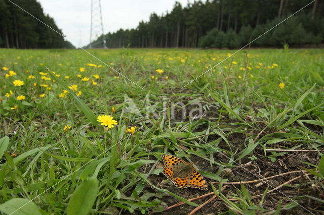 Kleine parelmoervlinder (Issoria lathonia)