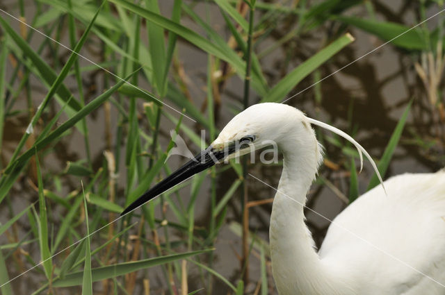 Kleine Zilverreiger (Egretta garzetta)