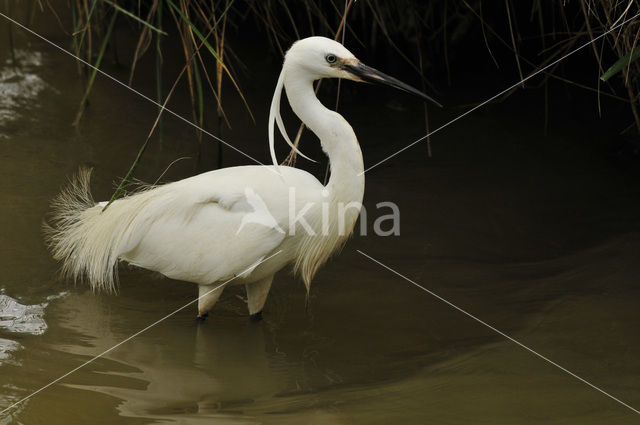 Kleine Zilverreiger (Egretta garzetta)