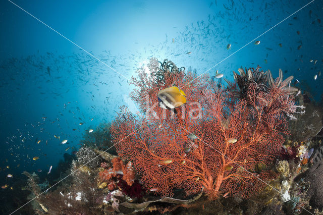 Klein’s koraalvlinder (Chaetodon kleinii)