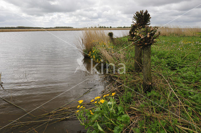 Knotwilg (Salix alba)