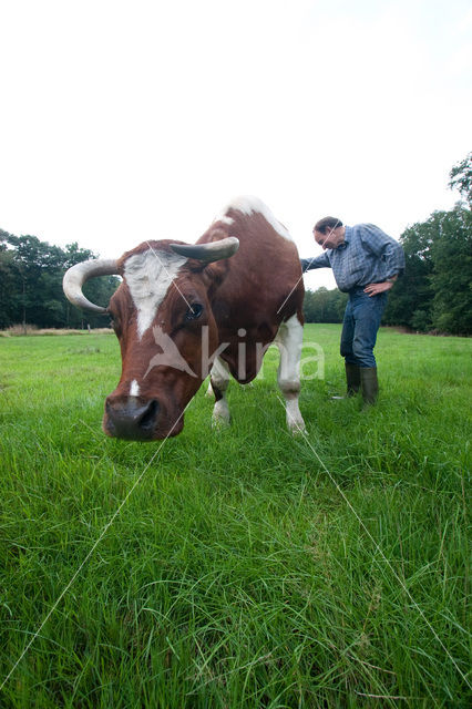 Cow (Bos domesticus)