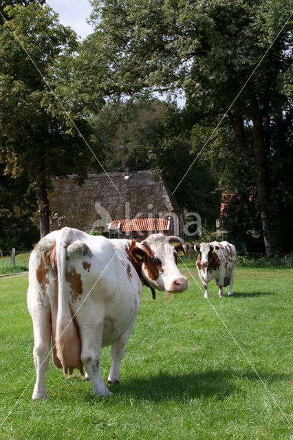 Cow (Bos domesticus)