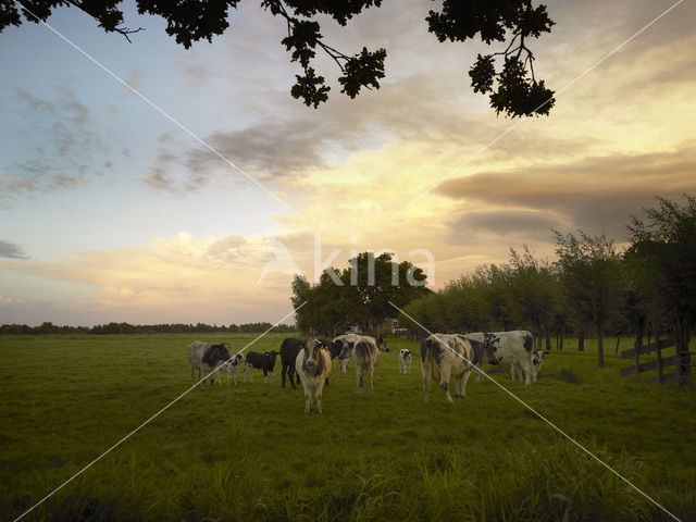 Cow (Bos domesticus)