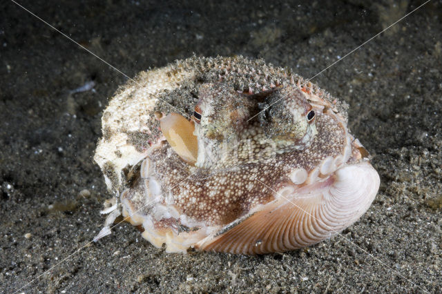 Coconut Octopus (Octopus marginatus)