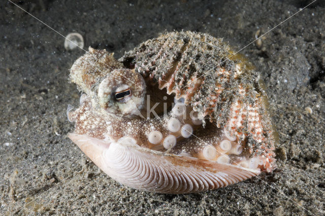 Kokosnoot-octopus (Octopus marginatus)