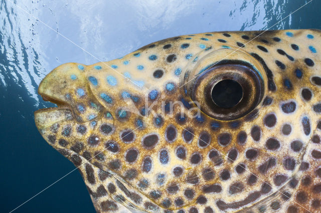 Blue-spotted spinefoot (Siganus corallinus)