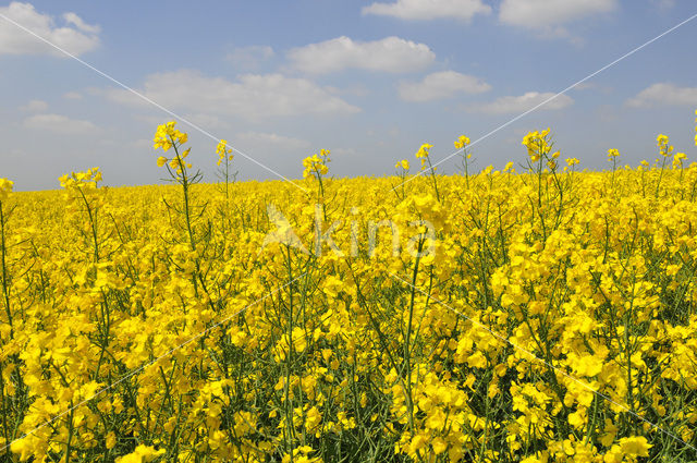 Koolzaad (Brassica napus)