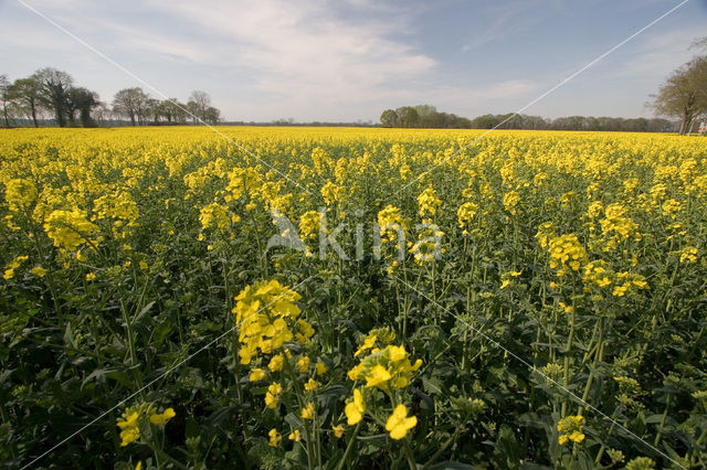 Koolzaad (Brassica napus)