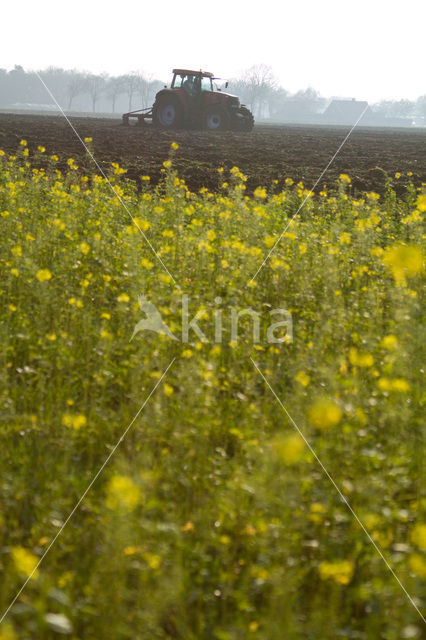 Koolzaad (Brassica napus)