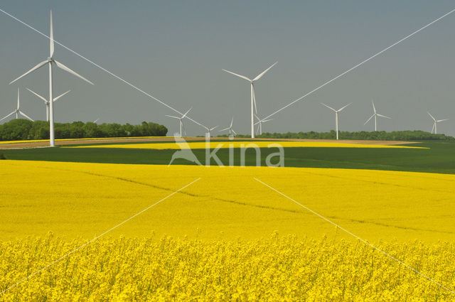 Koolzaad (Brassica napus)