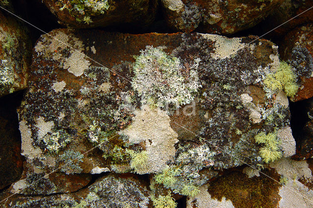 Lichen