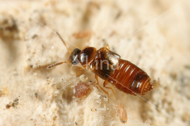 rove beetle