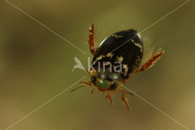 Laccophilus poecilus