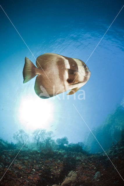 Longfin batfish (Platax teira)