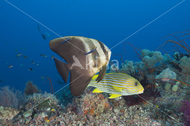 Longfin batfish (Platax teira)