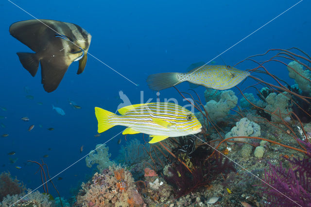 Longfin batfish (Platax teira)